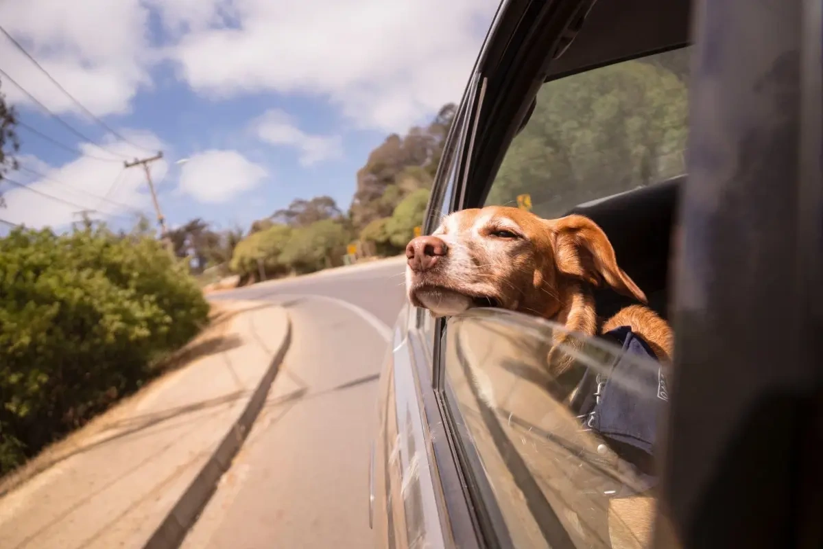 Kør selv-ferie med hund – 4 ting du skal være opmærksom på og 3 tips til at få den bedste tur