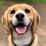 Forkæl din bedste ven – hunden